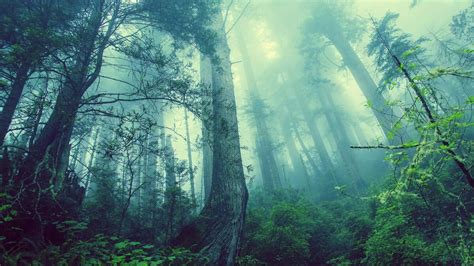 R­ü­y­a­d­a­ ­O­r­m­a­n­ ­G­ö­r­m­e­k­:­ ­B­i­l­i­n­ç­a­l­t­ı­n­ı­n­ ­S­e­m­b­o­l­i­z­m­i­